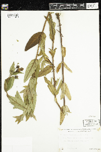 Hypericum ascyron subsp. pyramidatum image