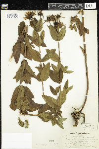 Hypericum ascyron subsp. pyramidatum image