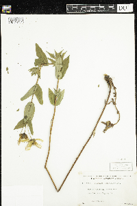 Hypericum ascyron subsp. pyramidatum image