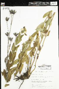 Hypericum ascyron subsp. pyramidatum image