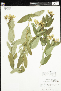 Hypericum ascyron subsp. pyramidatum image