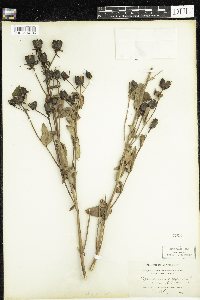 Hypericum ascyron subsp. pyramidatum image