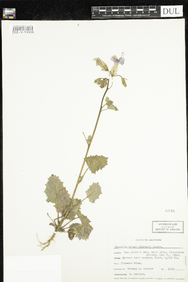 Phacelia minor image