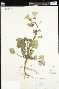 Phacelia minor image