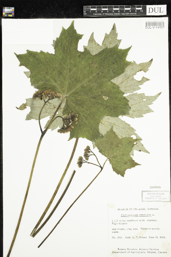Hydrophyllum canadense image
