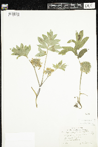 Hydrophyllum capitatum image
