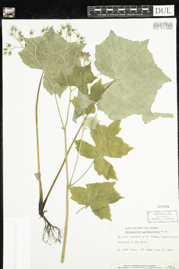 Hydrophyllum appendiculatum image