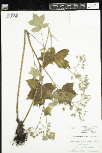 Hydrophyllum appendiculatum image