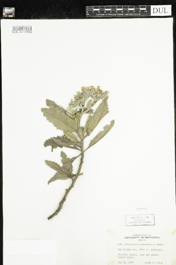 Eriodictyon image