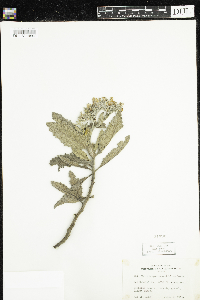 Image of Eriodictyon crassifolium