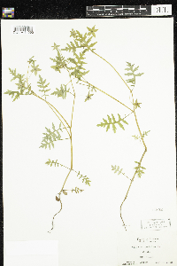 Ellisia nyctelea image