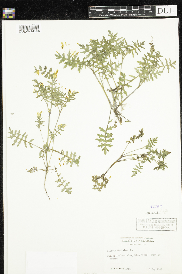 Ellisia nyctelea image