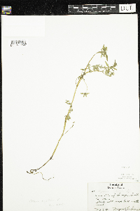 Ellisia nyctelea image