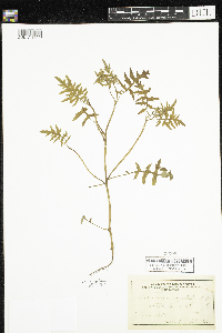 Ellisia nyctelea image