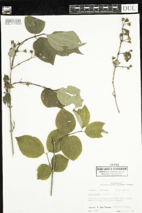 Philadelphus hirsutus image