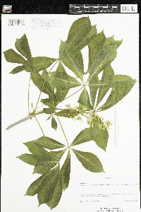 Aesculus glabra image