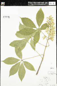 Aesculus glabra image