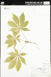 Aesculus glabra image