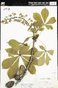 Aesculus hippocastanum image
