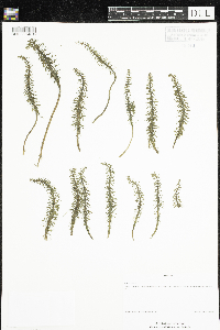 Hippuris vulgaris image