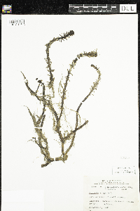 Hippuris vulgaris image