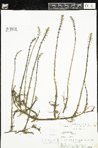 Hippuris vulgaris image