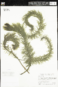 Hippuris vulgaris image