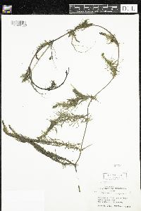 Hippuris vulgaris image