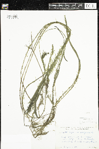 Hippuris vulgaris image