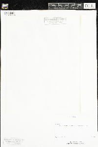 Hippuris vulgaris image