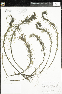 Hippuris vulgaris image