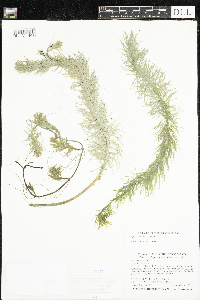 Hippuris vulgaris image