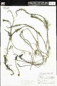 Hippuris vulgaris image