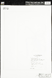 Hippuris vulgaris image