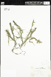 Hippuris vulgaris image