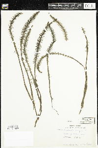 Hippuris vulgaris image