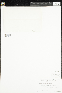 Hippuris vulgaris image