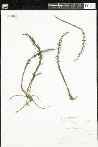 Hippuris vulgaris image