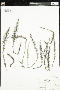 Hippuris vulgaris image