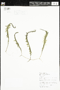 Hippuris vulgaris image
