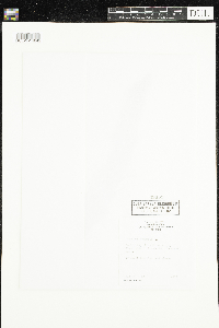 Hippuris vulgaris image