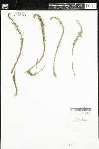 Hippuris vulgaris image