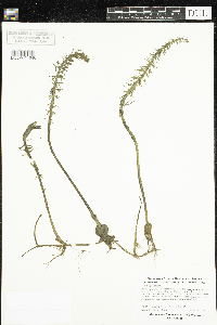 Hippuris vulgaris image