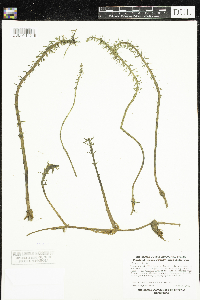 Hippuris vulgaris image