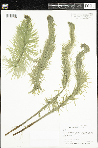 Hippuris vulgaris image