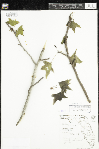 Thumbnail image of current specimen