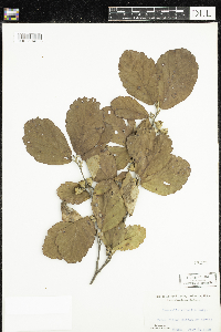Media resource of Hamamelis virginiana