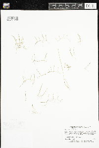 Juncus arcticus var. balticus image