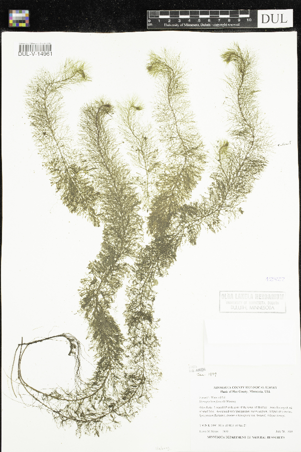Myriophyllum farwellii image