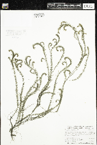 Myriophyllum alterniflorum image
